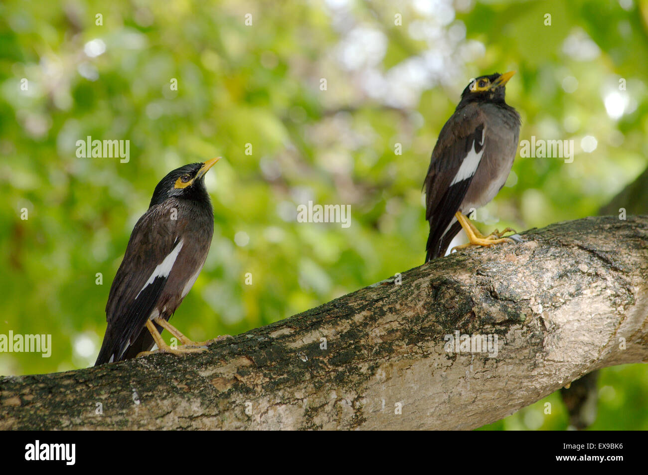 Deux Indiens ou Myna Acridotheres tristis common myna () est assis sur une branche, Denis Island, Seychelles Banque D'Images