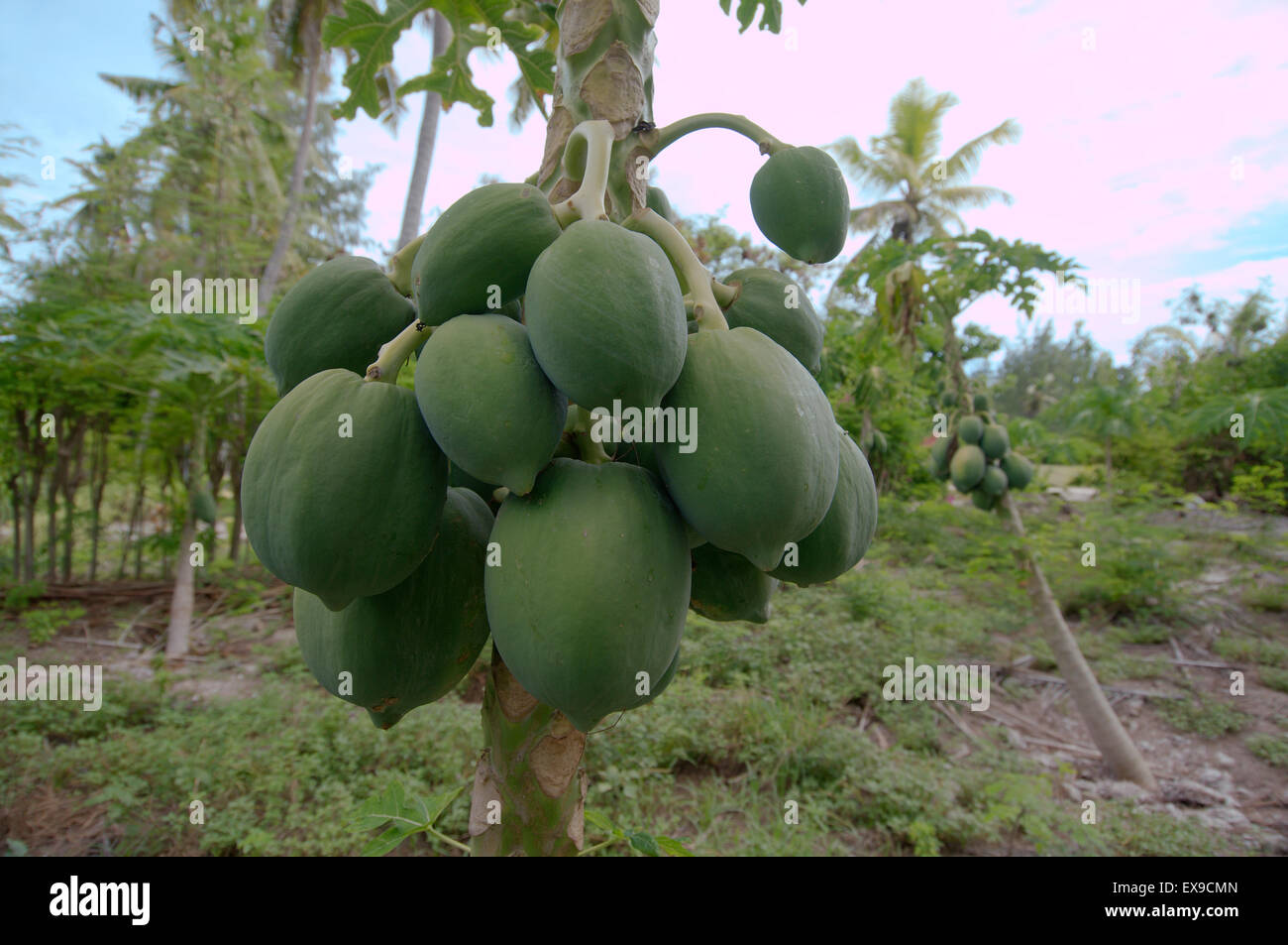 La papaye, papaye ou papaye (Carica papaya) poussant sur un arbre, Denis Island, Seychelles Banque D'Images