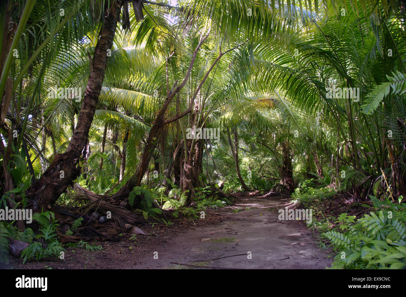 Route de terre dans la jungle, Denis Island, Seychelles Banque D'Images