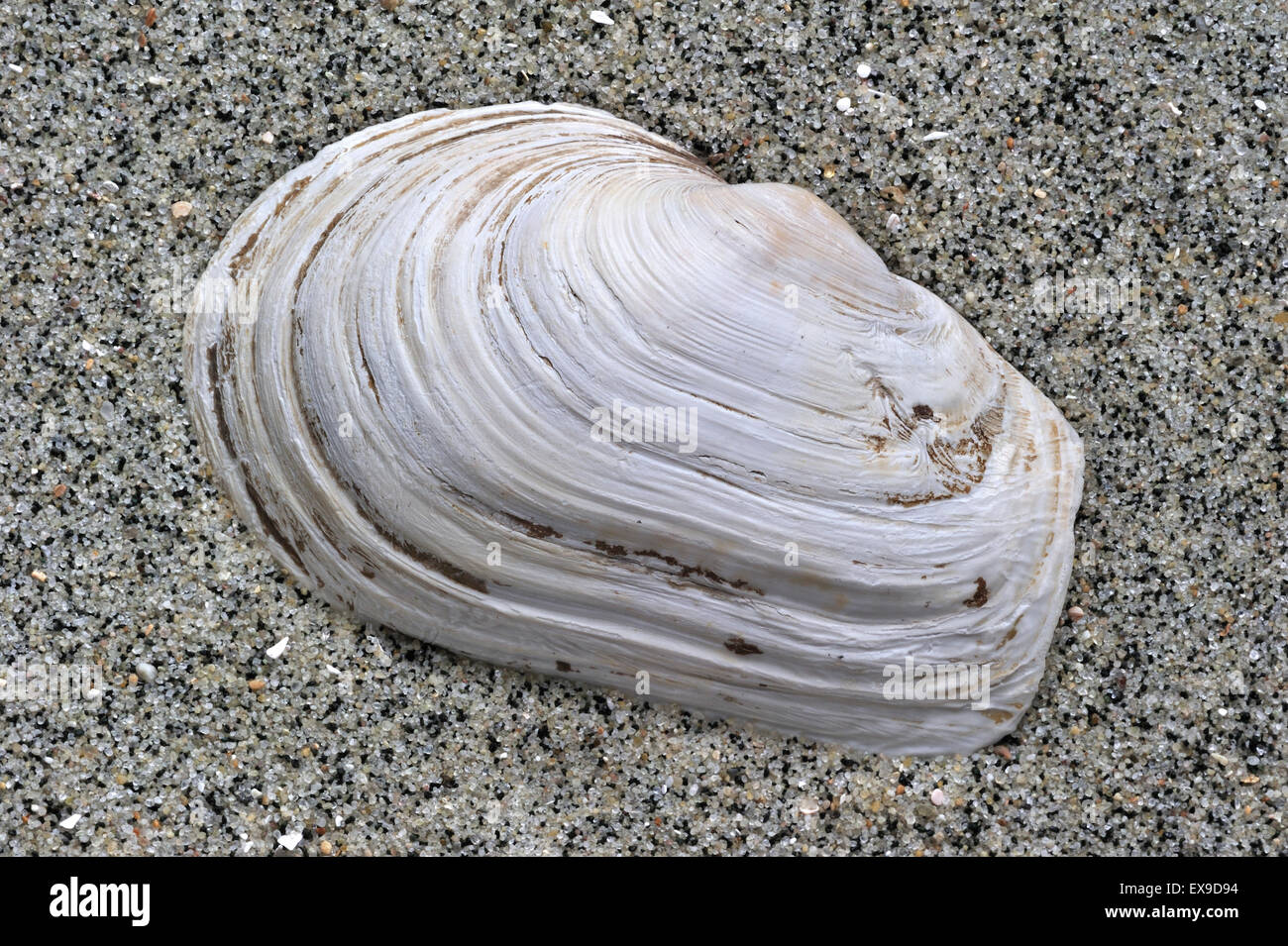 En attendant contondant (Mya truncata) shell on beach Banque D'Images