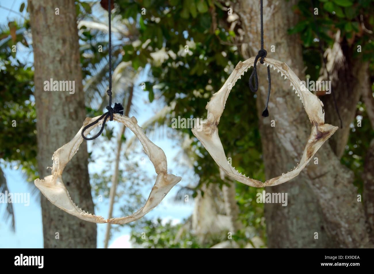 Deux mâchoires de requin accrochée à un arbre sur la plage, l'île de Mahé, Seychelles Banque D'Images