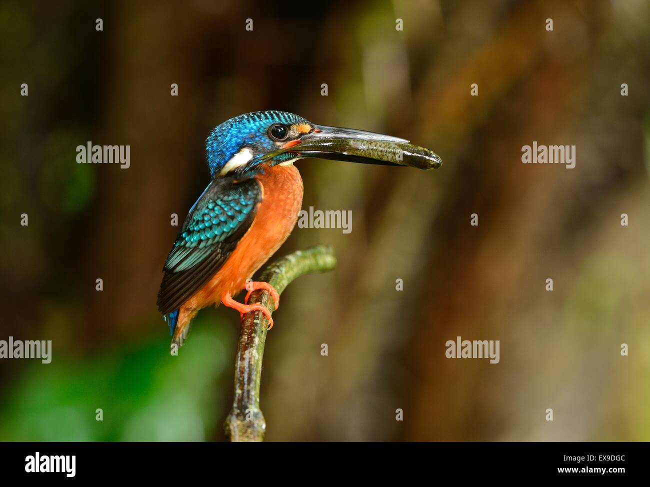 Beau mâle bleu-eared kingfisher (Alcedo meninting) sitting on branch Banque D'Images