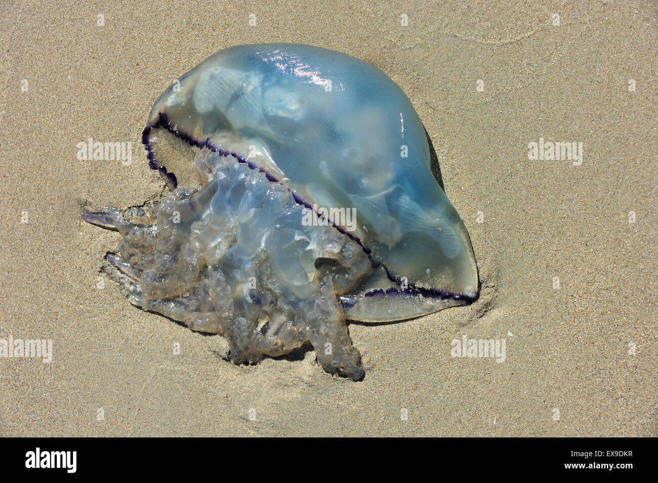 Les méduses de fourreau / poubelle-lid jellyfish (Rhizostoma pulmo Rhizostoma octopus /) sur le rivage le long de la plage de la côte de la mer du Nord Banque D'Images