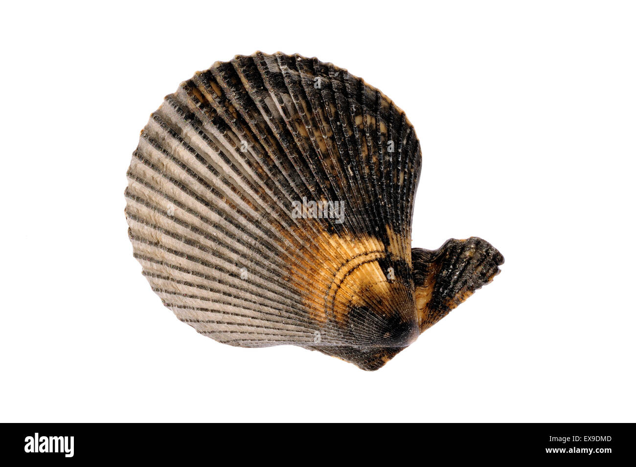 Pétoncle bigarré (Chlamys varia / Mimachlamys varia) shell sur fond blanc Banque D'Images