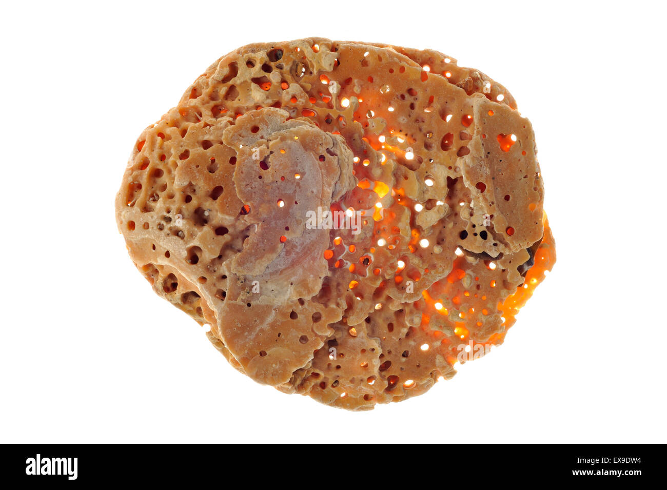 Percez des trous dans la coquille faite par Red plate (éponge Cliona celata) against white background Banque D'Images