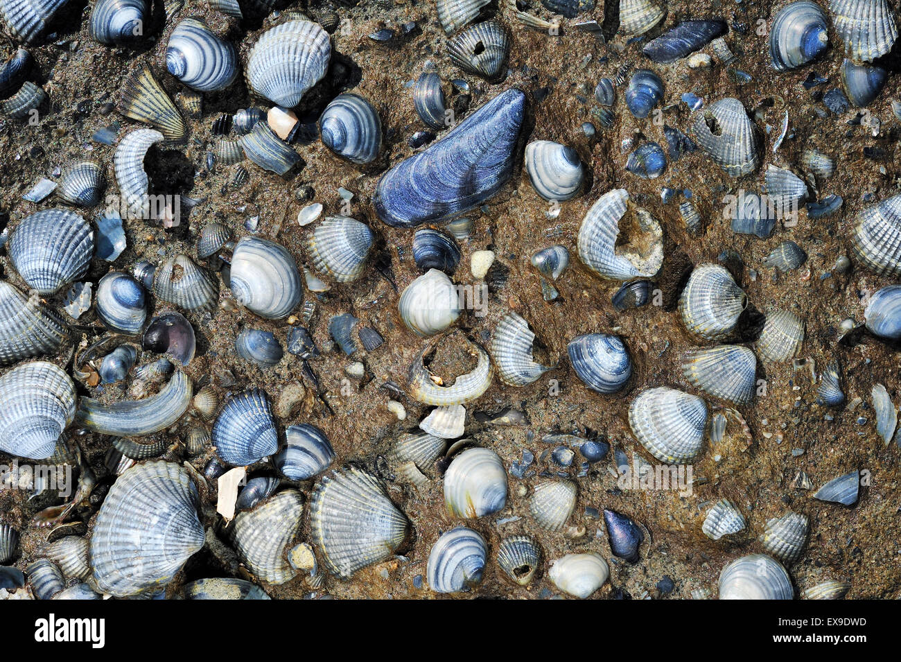 Coquilles fossiles bleu intégré dans les sédiments, les Pays-Bas Banque D'Images