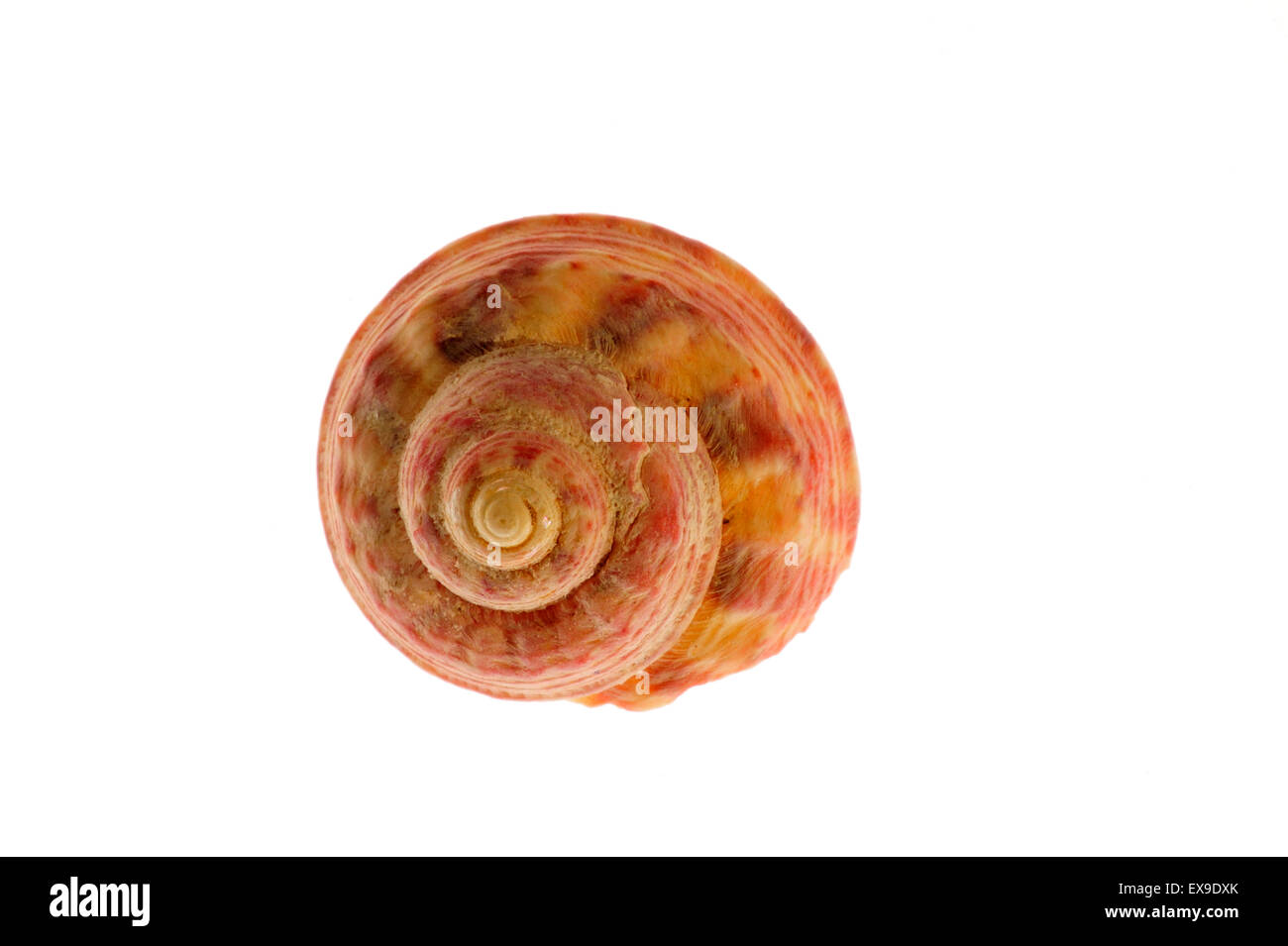 Haut peint / shell shell haut Turban (Gibbula magus) Escargot de mer sur fond blanc Banque D'Images