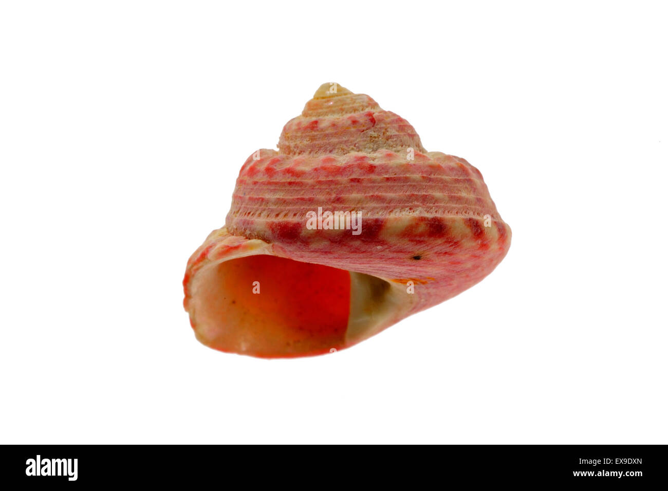 Haut peint / shell shell haut Turban (Gibbula magus) Escargot de mer sur fond blanc Banque D'Images