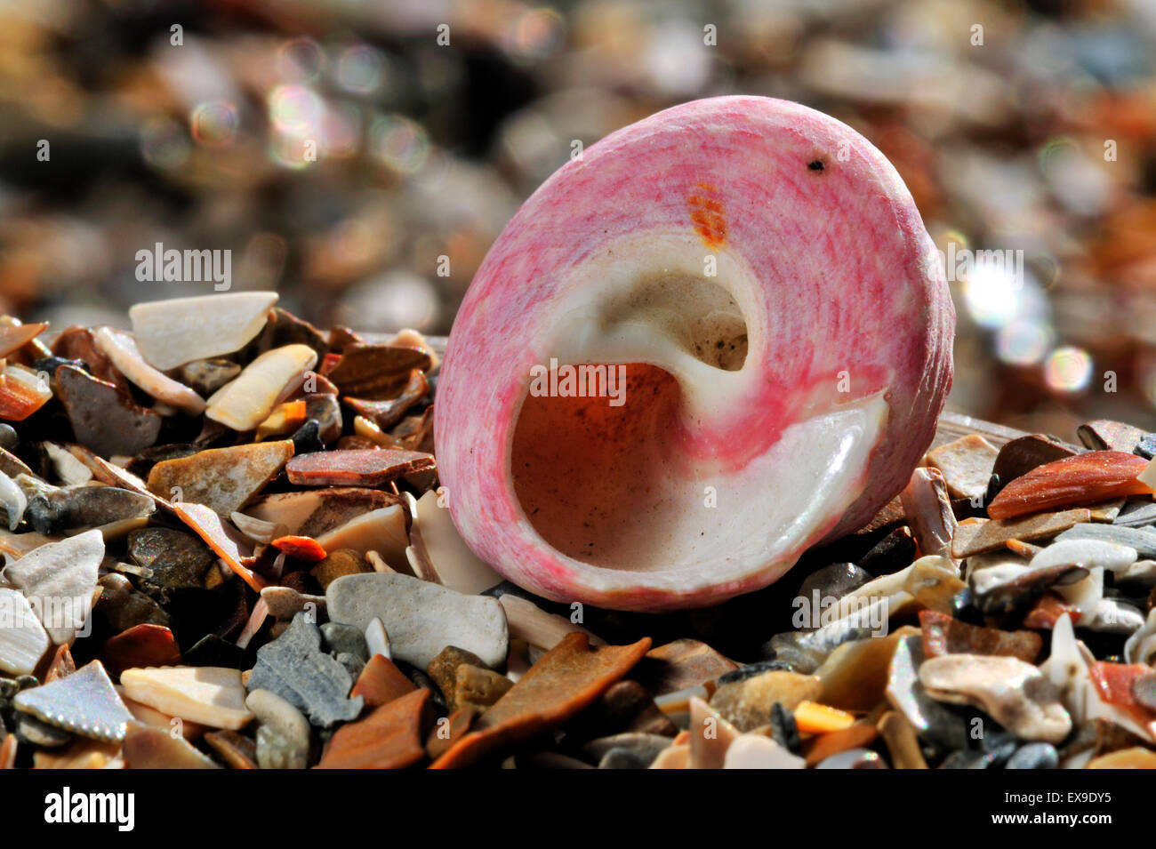 Haut peint / shell shell haut Turban (Gibbula magus) Escargot de mer sur la plage Banque D'Images