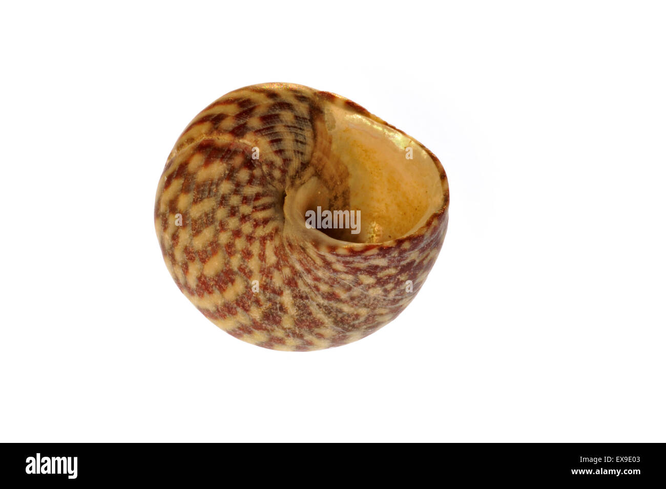 Haut de Pennant shell (Gibbula pennanti) Escargot de mer sur fond blanc Banque D'Images