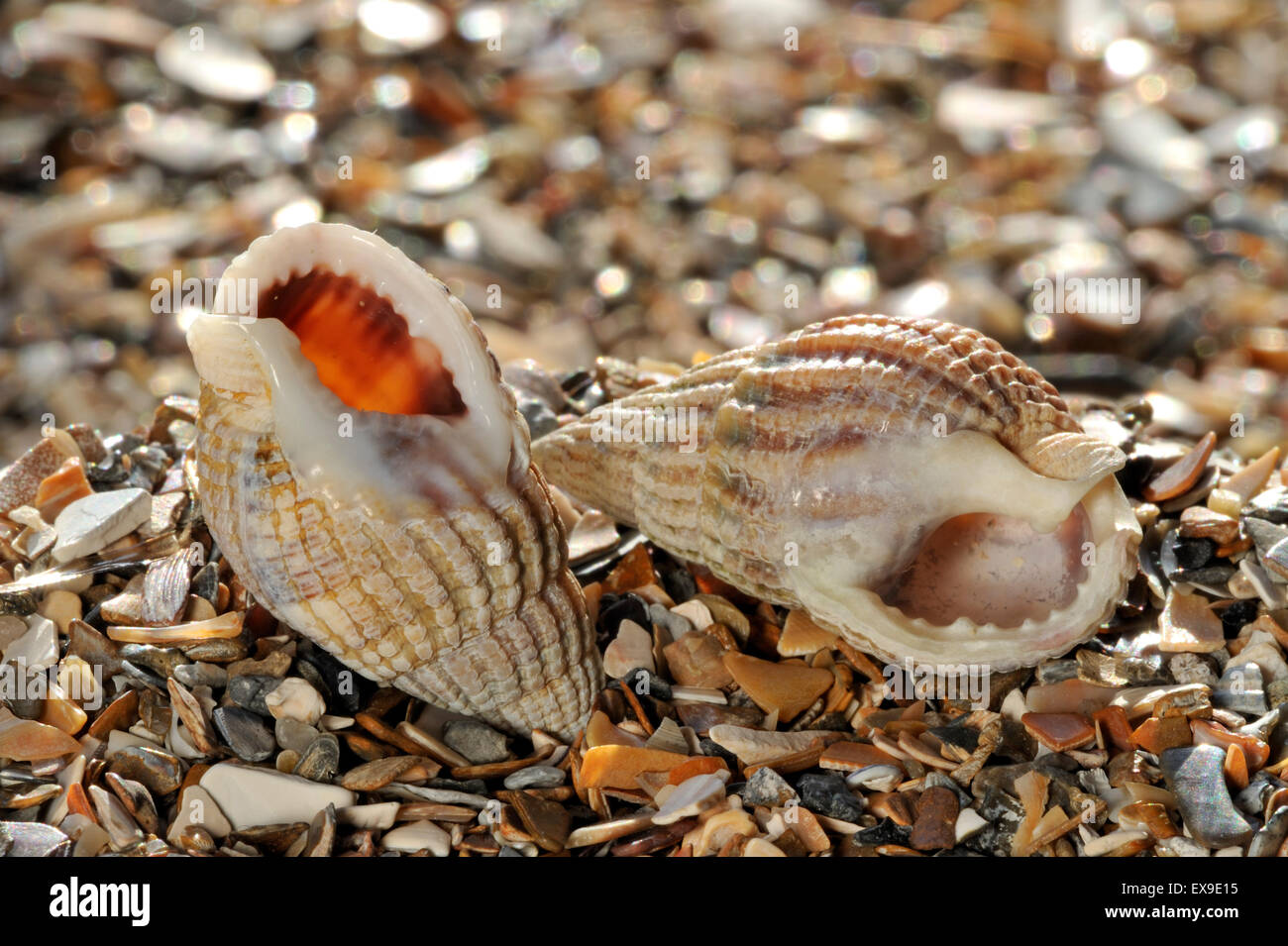 Filet pourpre (Nassarius reticulatus / Hinia reticulata) shells on beach Banque D'Images