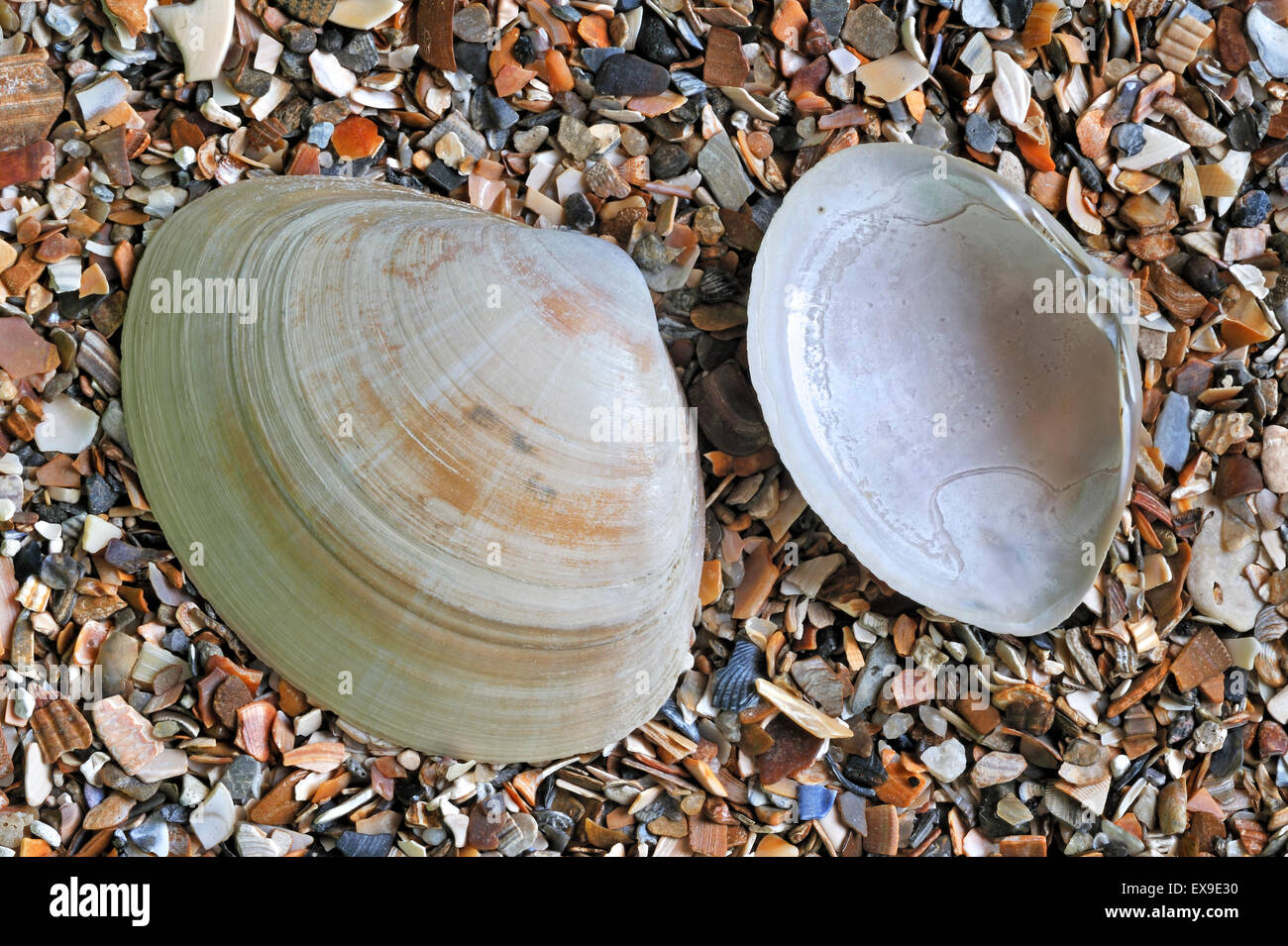 La villeuse creux shells (Mactra stultorum cinerea cinerea) Mactra corallina / on beach Banque D'Images