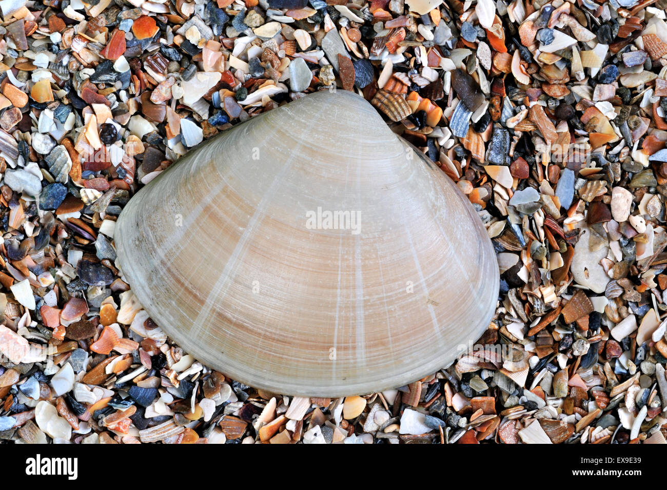 La villeuse creux shell (Mactra stultorum cinerea cinerea) Mactra corallina / on beach Banque D'Images