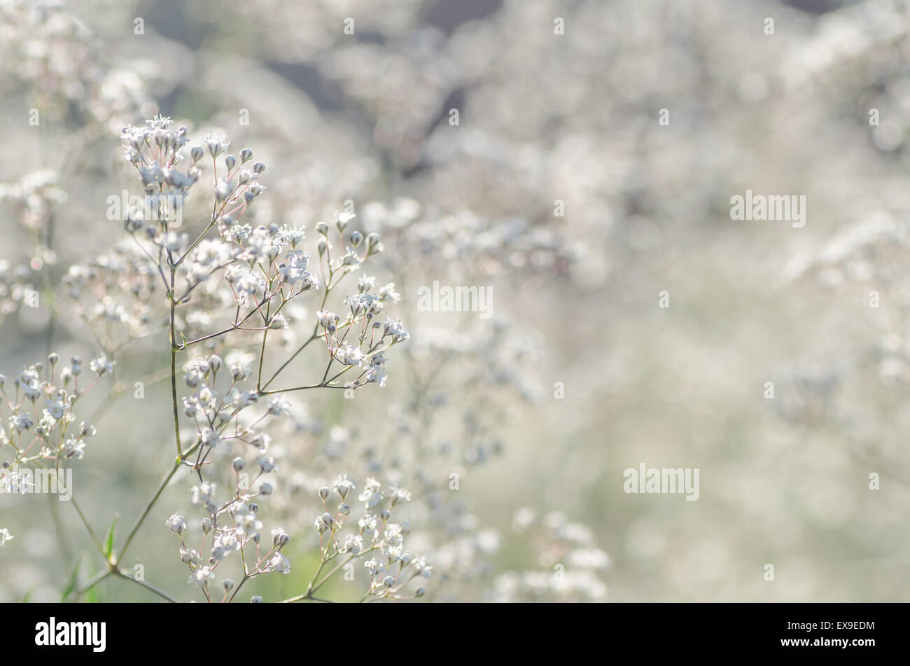 Fleurs blanches délicates au point sélective d'arrière-plan Banque D'Images