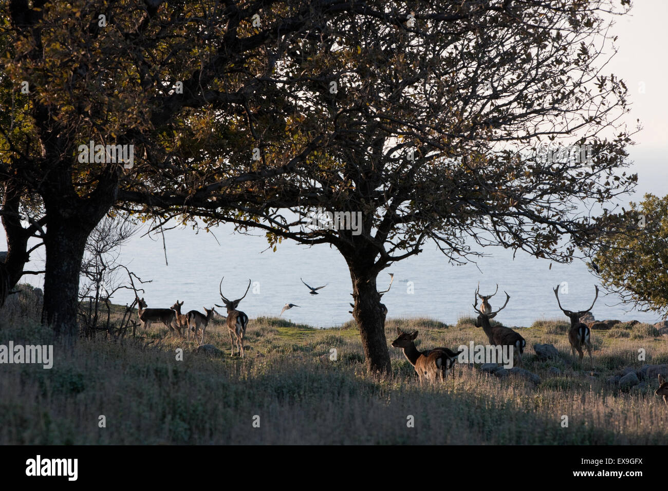 La population de cerfs de jachère de vie sauvage et de la forêt dans les arbres d'acorn castle of Myrina. Lemnos Limnos island Banque D'Images