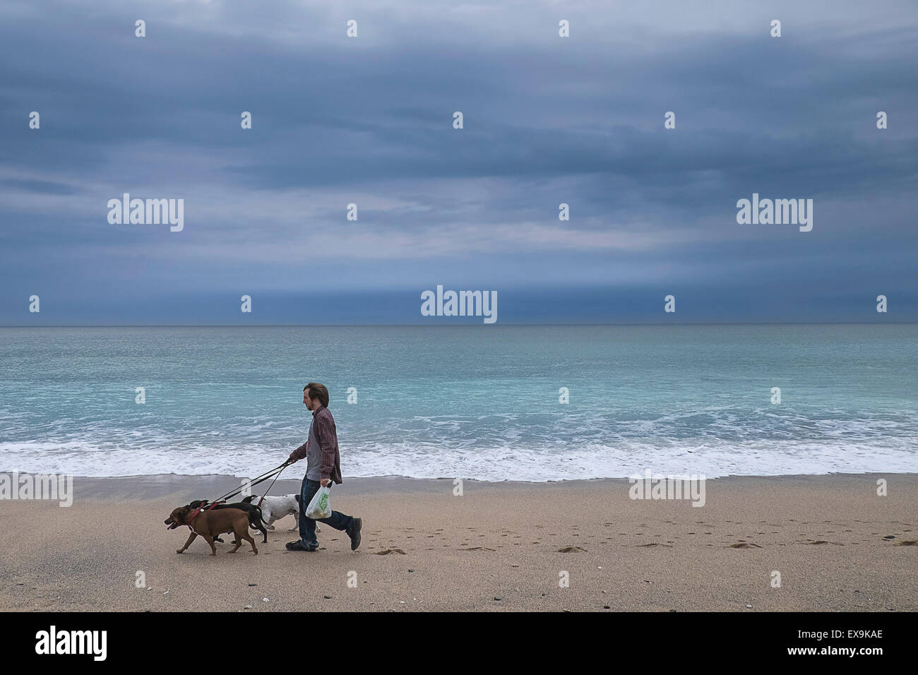 Un homme qui marche ses trois chiens le long de la plage de Fistral à Newquay, Cornwall. Banque D'Images