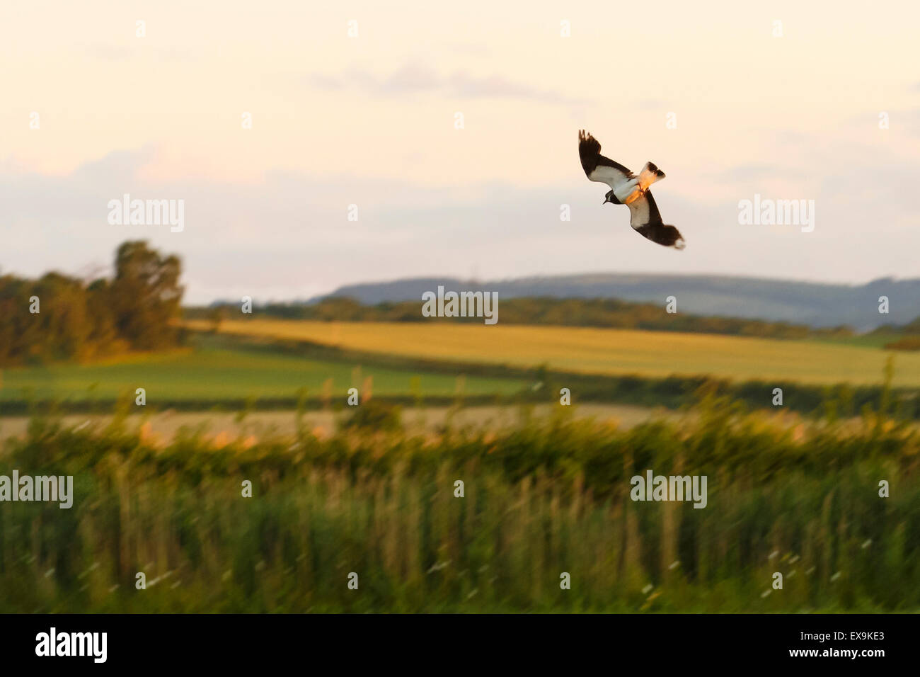 Sociable survolant Steart Marais un soir d'été. Banque D'Images