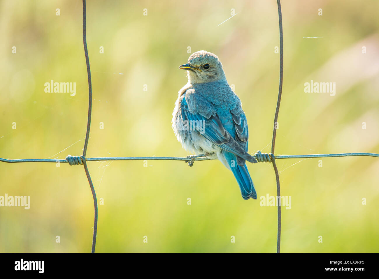 Les oiseaux, Mountain Blue Bird, jeune jeune oiseau bleu perché sur clôture après avoir quitté le nid, d'oiseau d'état de l'Idaho, Oregon, USA Banque D'Images