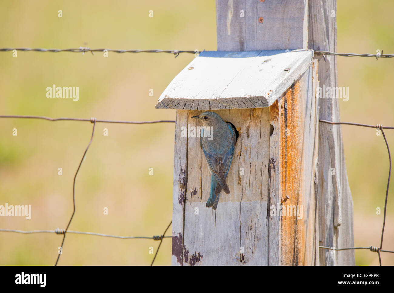 Les oiseaux. Blue Mountain femelle nourrir les oiseaux c'est jeune dans Box-Nest Blue Bird. Oiseau d'état de l'Idaho, Oregon, USA Banque D'Images