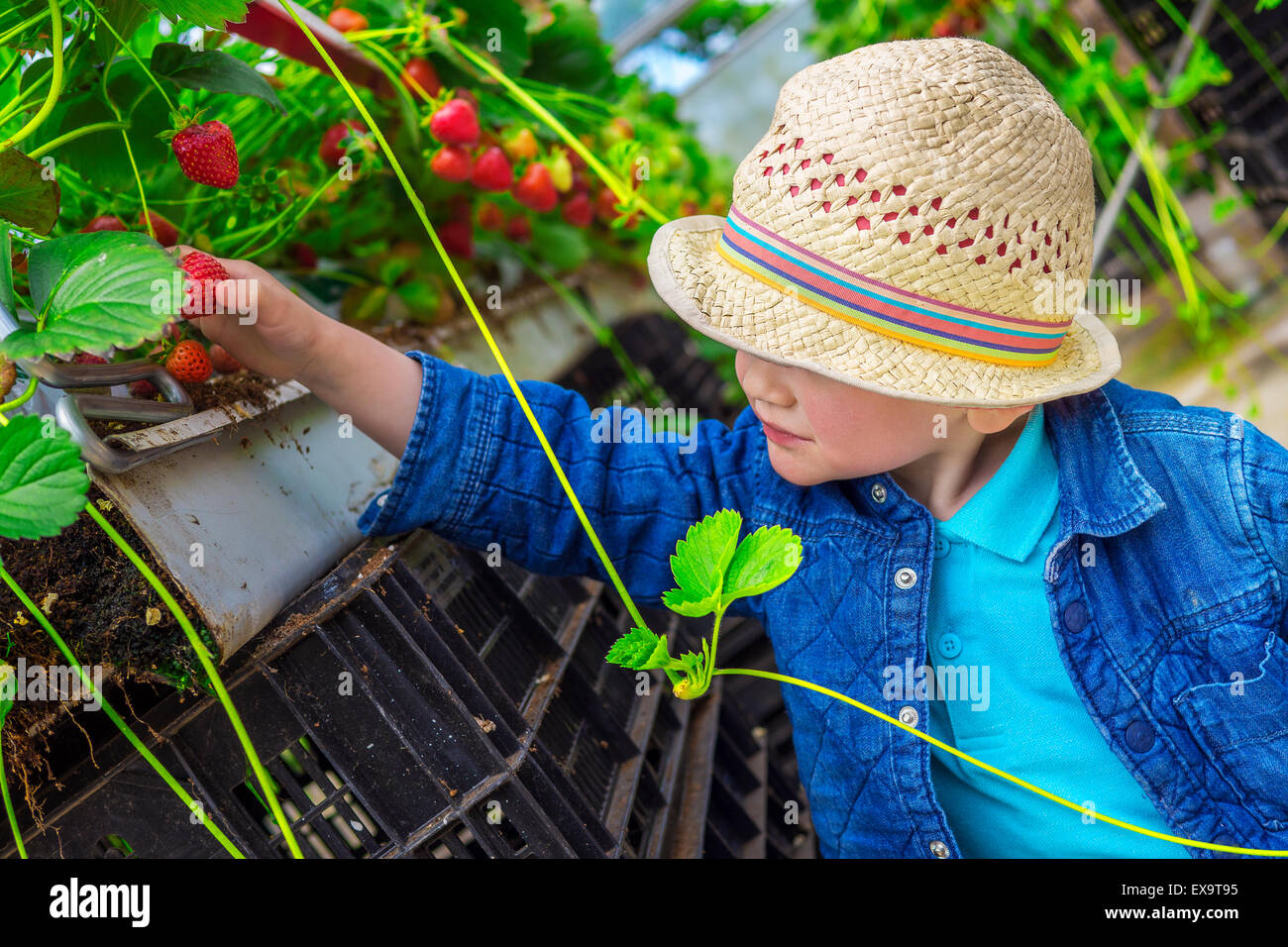 Petit enfant la cueillette des fraises en serre Banque D'Images