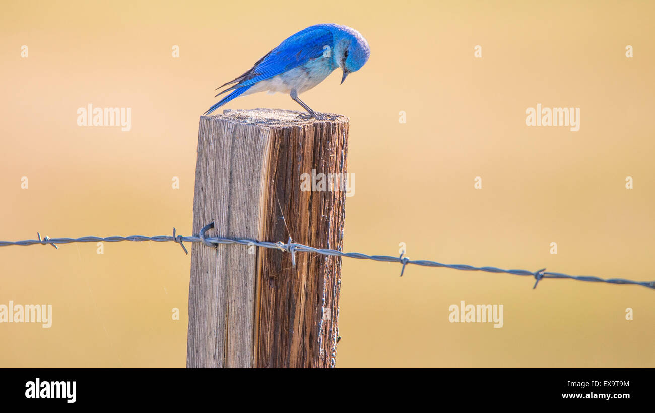 Les oiseaux, de l'Oiseau Bleu de montagne perché sur un piquet de clôture, l'oiseau d'état de l'Idaho, Montana, USA Banque D'Images