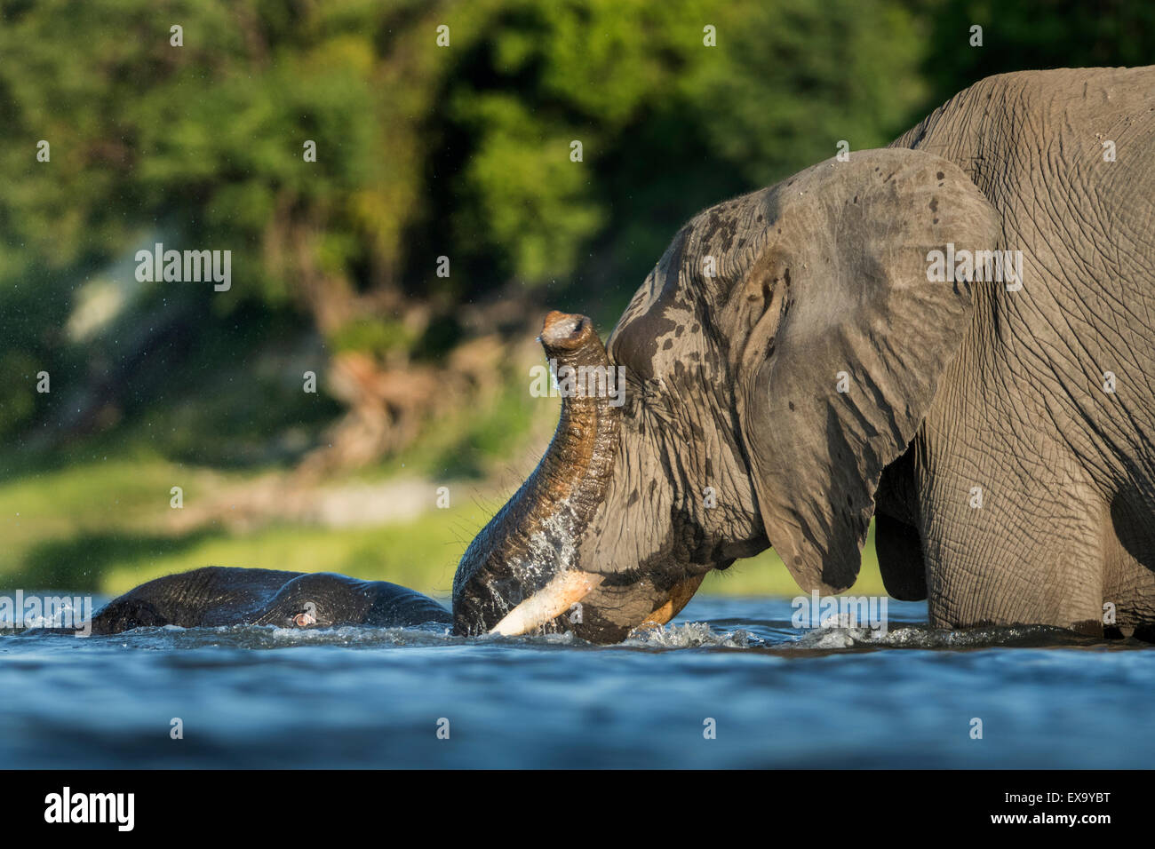 L'Afrique, Botswana, Chobe National Park, l'éléphant (Loxodonta africana) piscine immergée dans la rivière Chobe sur summer aftern Banque D'Images