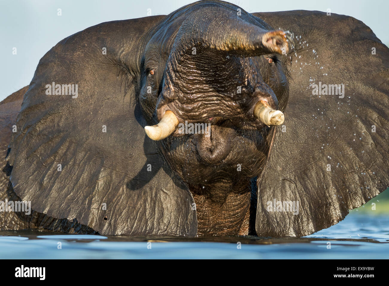 L'Afrique, Botswana, Chobe National Park, l'éléphant africain (Loxodonta africana) balançoires trunk en nageant submergés dans Chobe Rive Banque D'Images