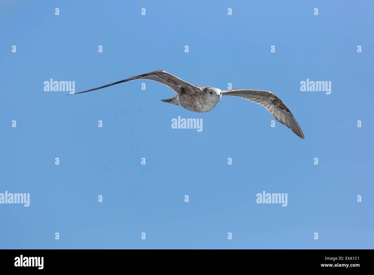 Mouette en vol, en regardant directement à la caméra. La lumière provenant des plumes thru Banque D'Images