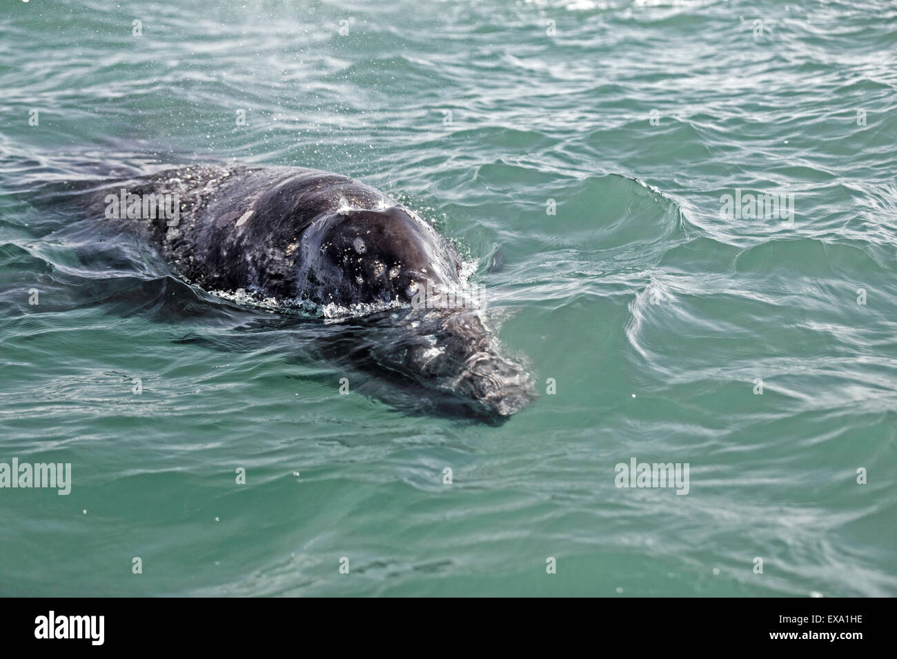 Gros plan d'une jeune baleine grise vient d'avoir un regard. Détail de la tête. Banque D'Images