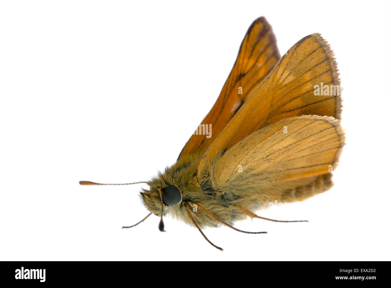 Joli papillon brun assis sur un fond blanc. Banque D'Images