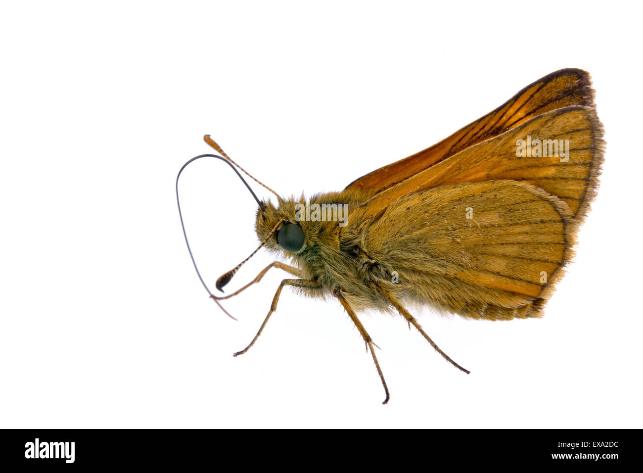 Joli papillon brun assis sur un fond blanc. Banque D'Images