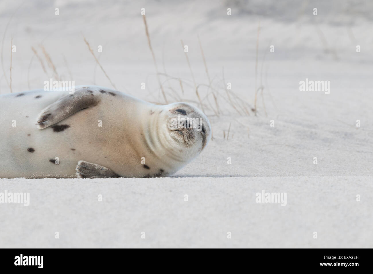 Une petite visite de phoques du Groenland de l'Assateague Island National Seashore en hiver pour se reposer. Un rare visiteur à la la Midatlantic, Ha Banque D'Images