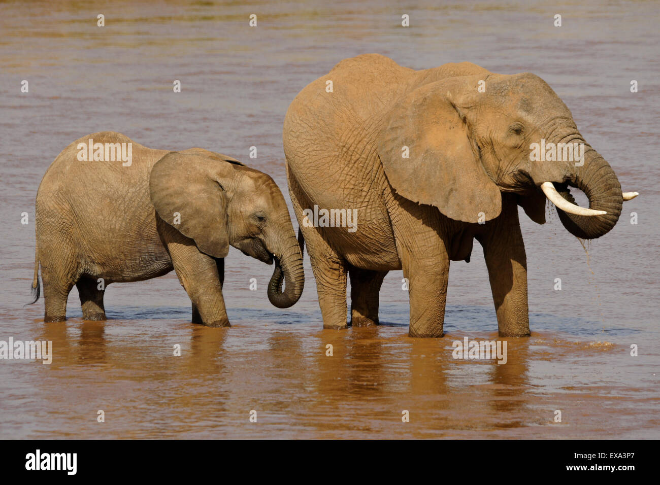 L'éléphant femelle et son veau boire d'Ewaso (Uaso Nyiro), Samburu, Kenya Banque D'Images