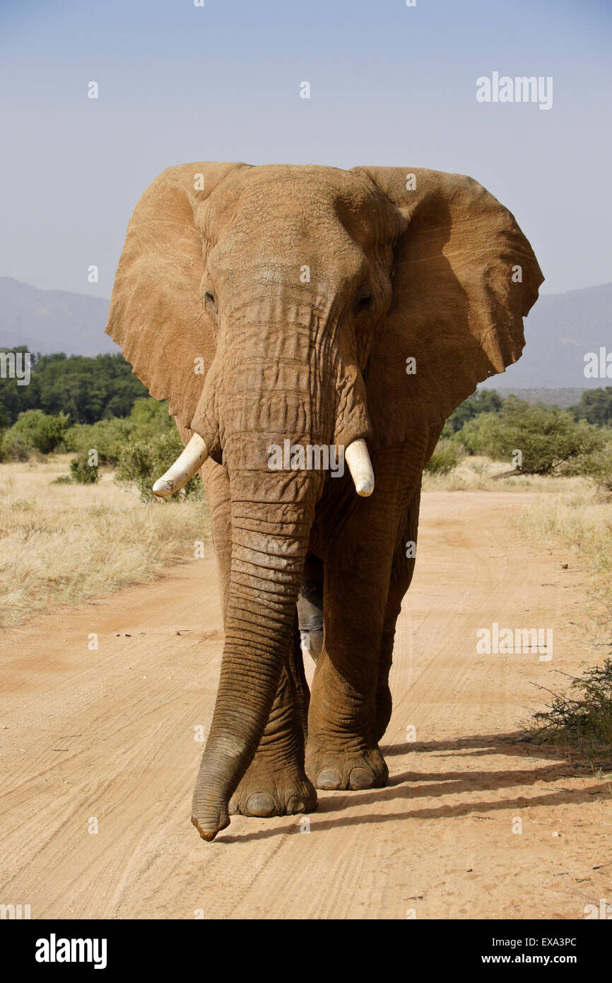 Bull elephant walking on dirt road, Samburu, Kenya Banque D'Images