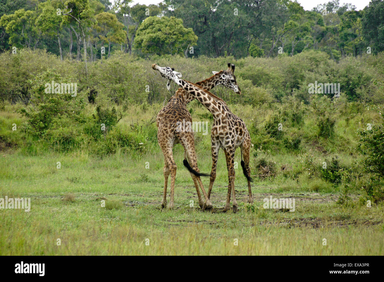 Les Girafes Masai gorges, Masai Mara, Kenya Banque D'Images