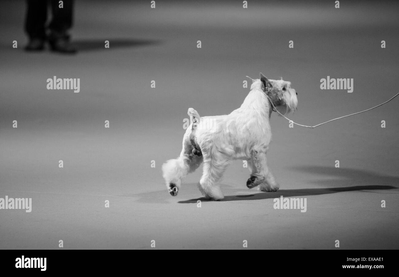 Buenos Aires, Argentine. 09 juillet 2015. Un instructeur montre un Schnauzer aux juges au cours de la 'International Dog Show' à Buenos Aires, Argentine, le 9 juillet 2015. Crédit : Martin Zabala/Xinhua/Alamy Live News Banque D'Images