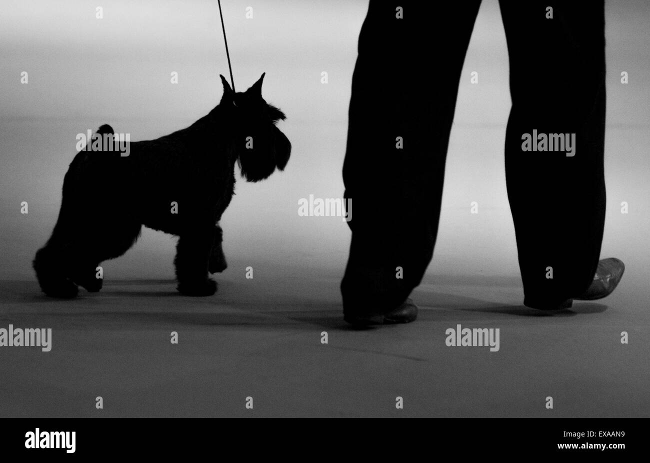 Buenos Aires, Argentine. 09 juillet 2015. Un instructeur montre un Schnauzer aux juges au cours de la 'International Dog Show' à Buenos Aires, Argentine, le 9 juillet 2015. Crédit : Martin Zabala/Xinhua/Alamy Live News Banque D'Images