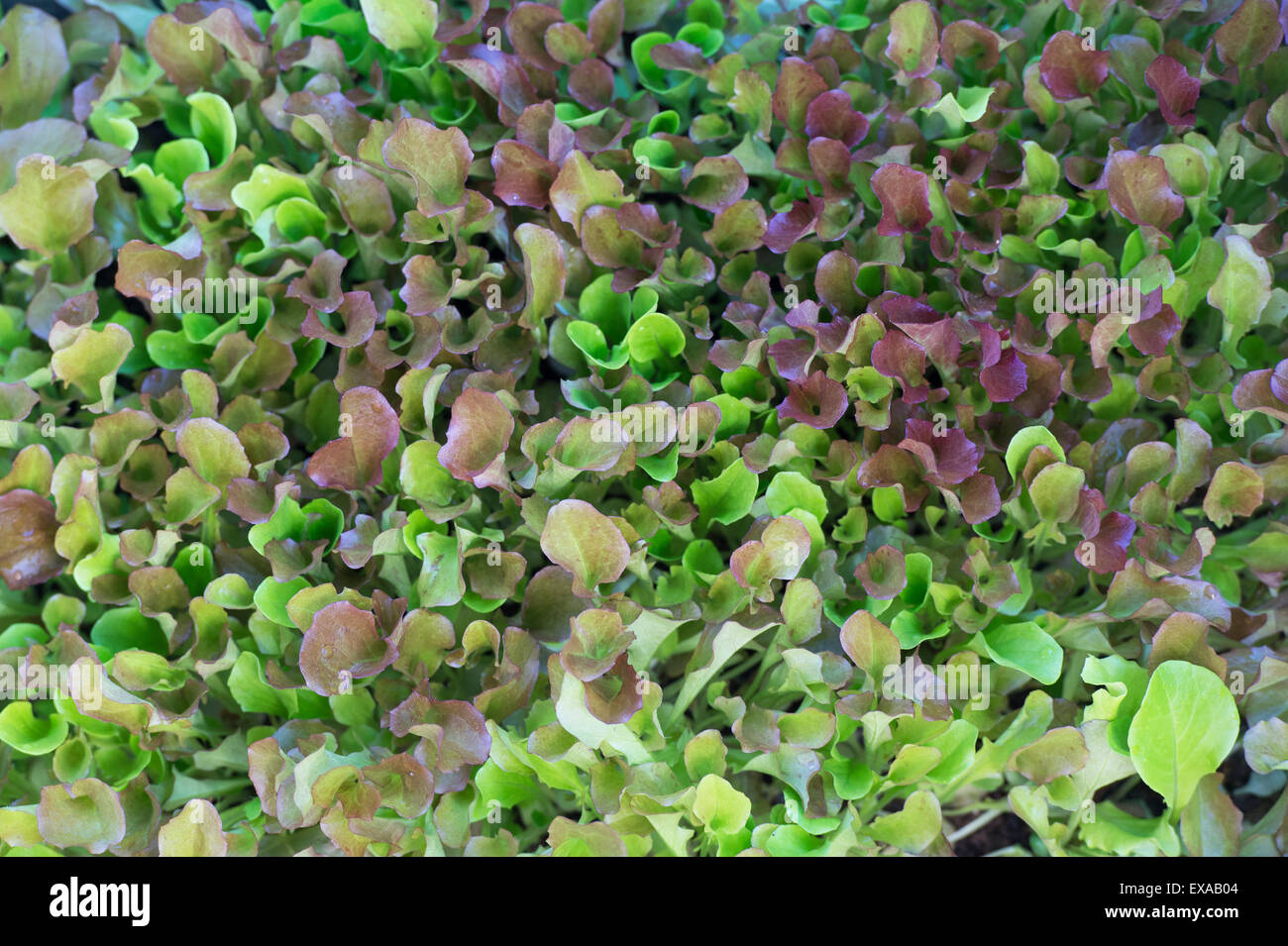 Mixed salad leaves croissant dans un jardin potager Banque D'Images