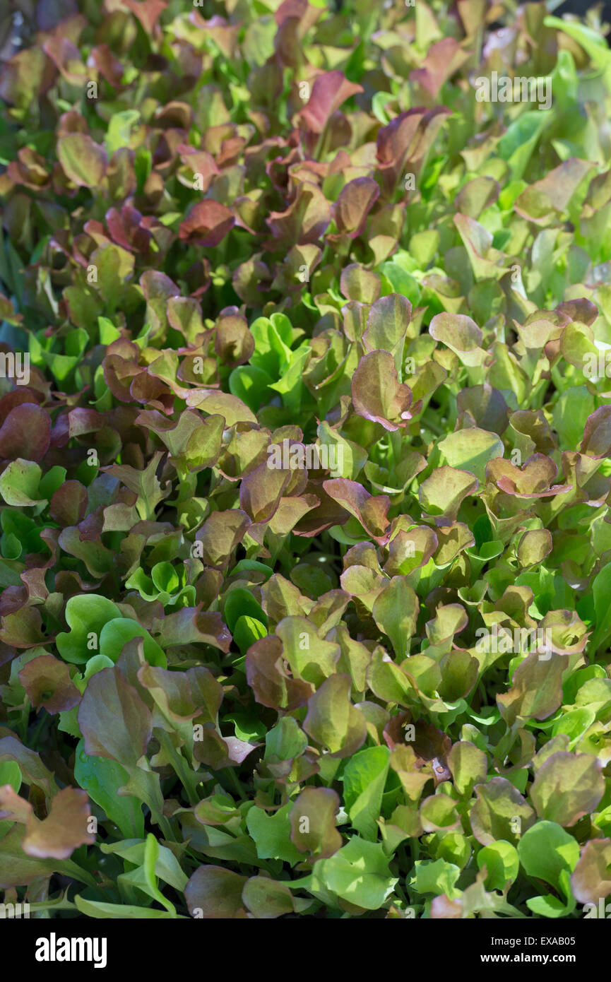Mixed salad leaves croissant dans un jardin potager Banque D'Images