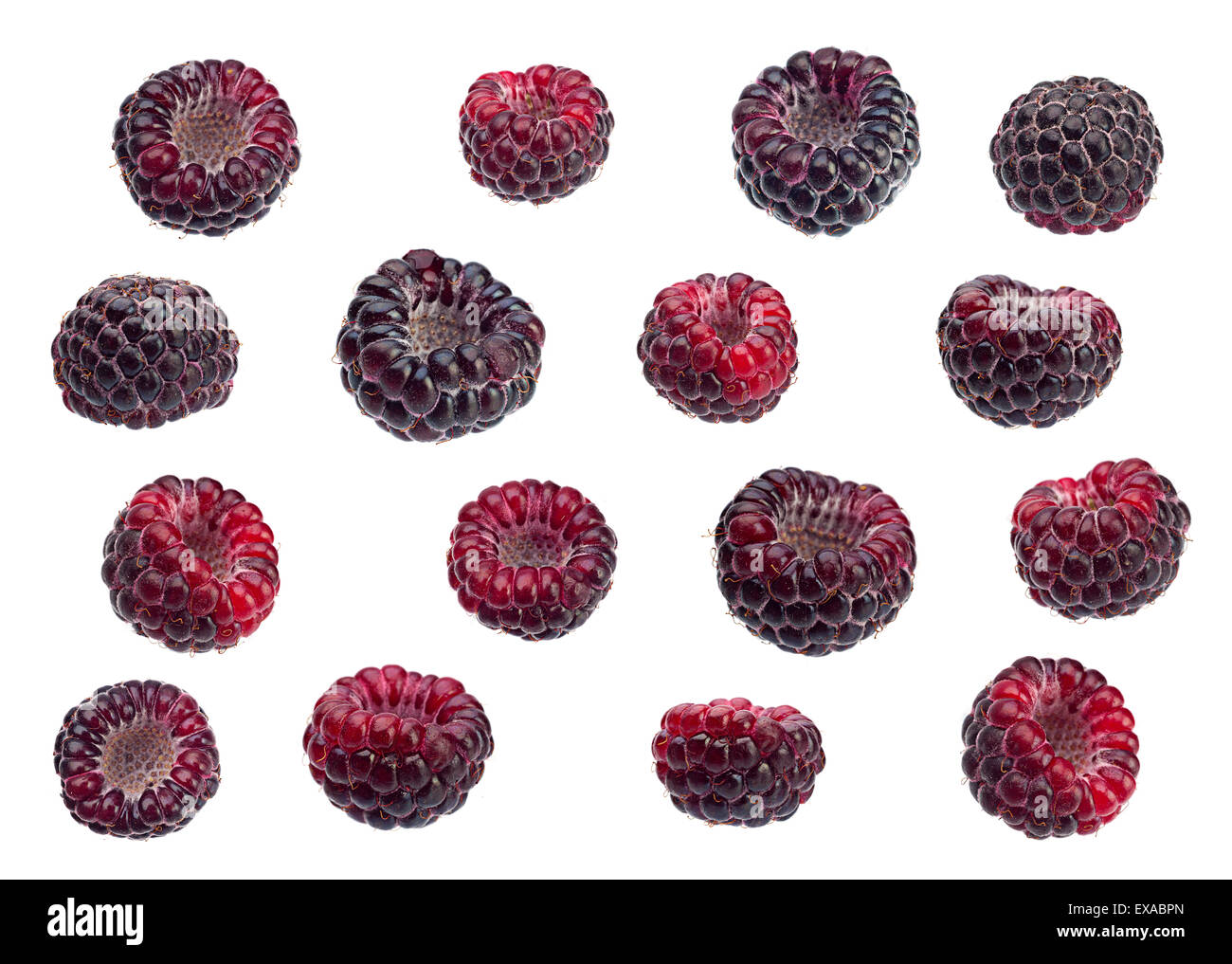 Framboises noires ensemble Cumberland isolé sur fond blanc Banque D'Images