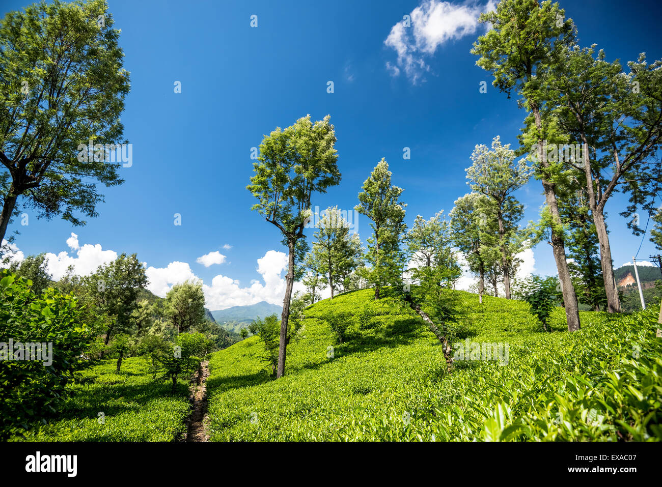 Plateau des champs dans la zone de montagne à Nuwara Eliya, Sri Lanka Banque D'Images