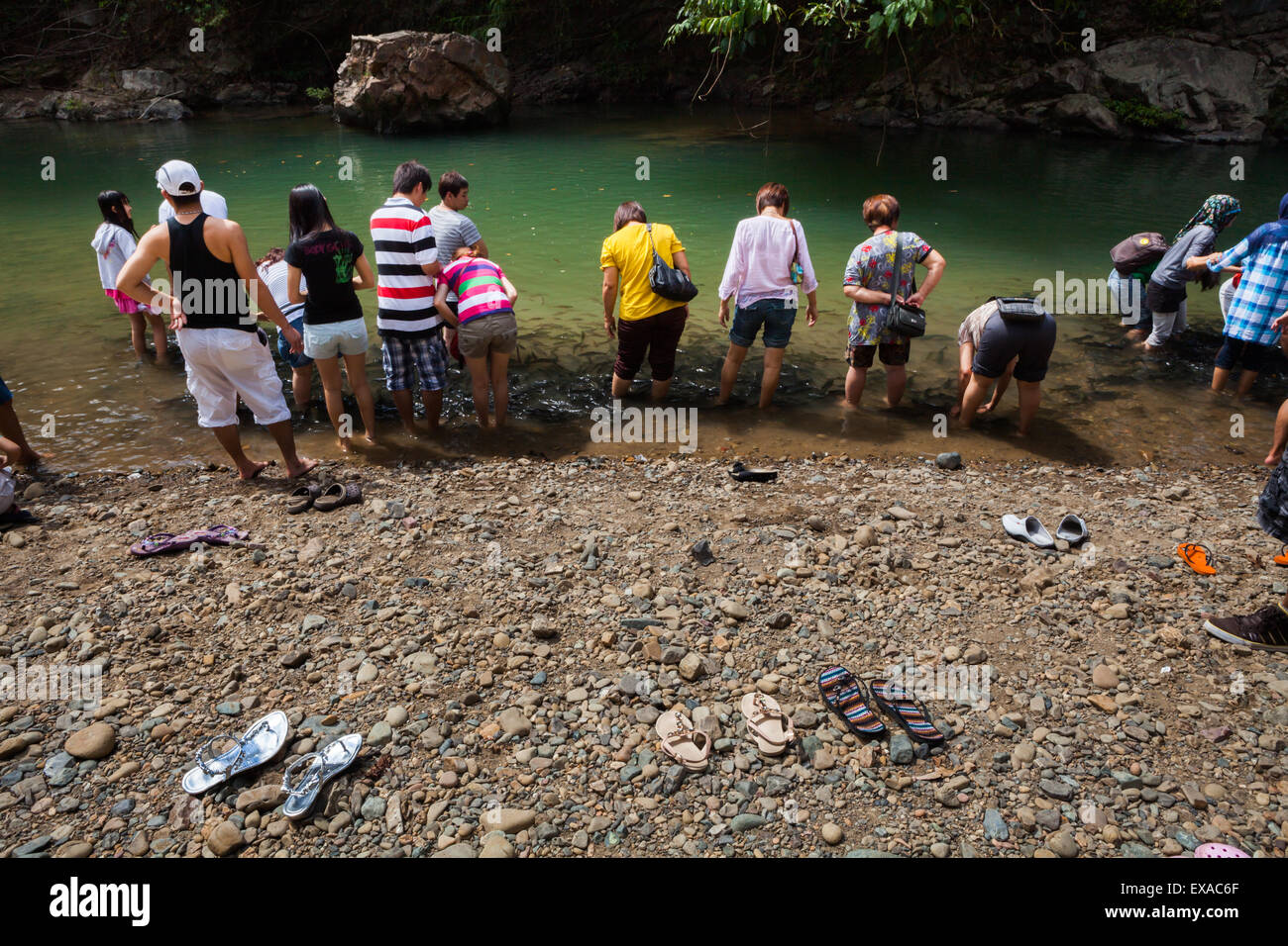 Les visiteurs qui profitent d'un massage au poisson dans une station de massage au poisson à Kampung Luanti Baru, Ranau, Sabah, Malaisie. Banque D'Images