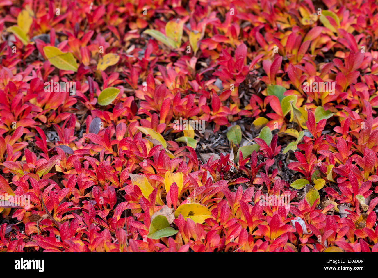 La Busserole (Arctostaphylos alpinus alpin) et le saule arctique (Salix arctica) en couleurs de l'automne, Kejser Franz Joseph Fjord, Banque D'Images