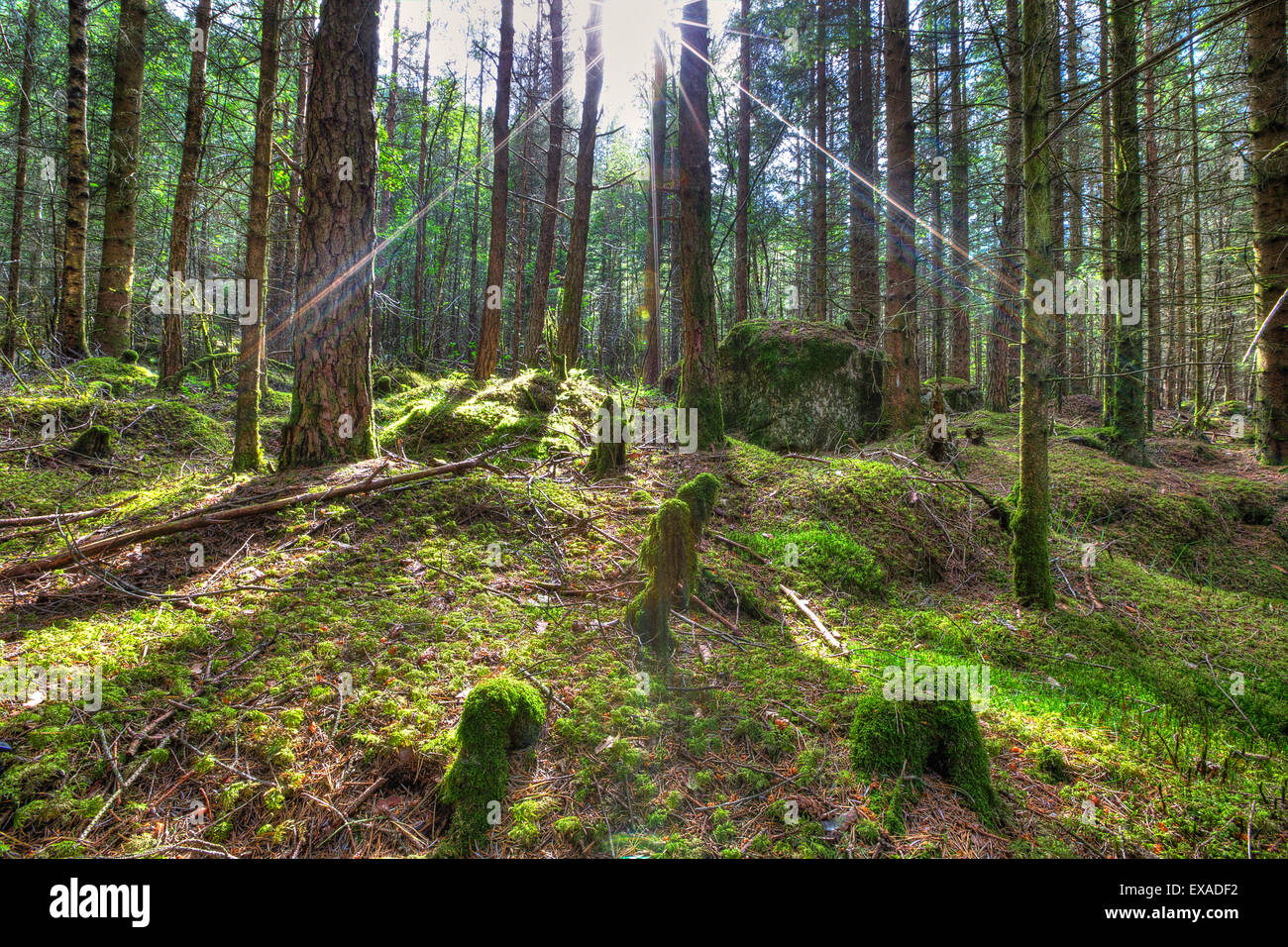 Dans la forêt du soleil Banque D'Images