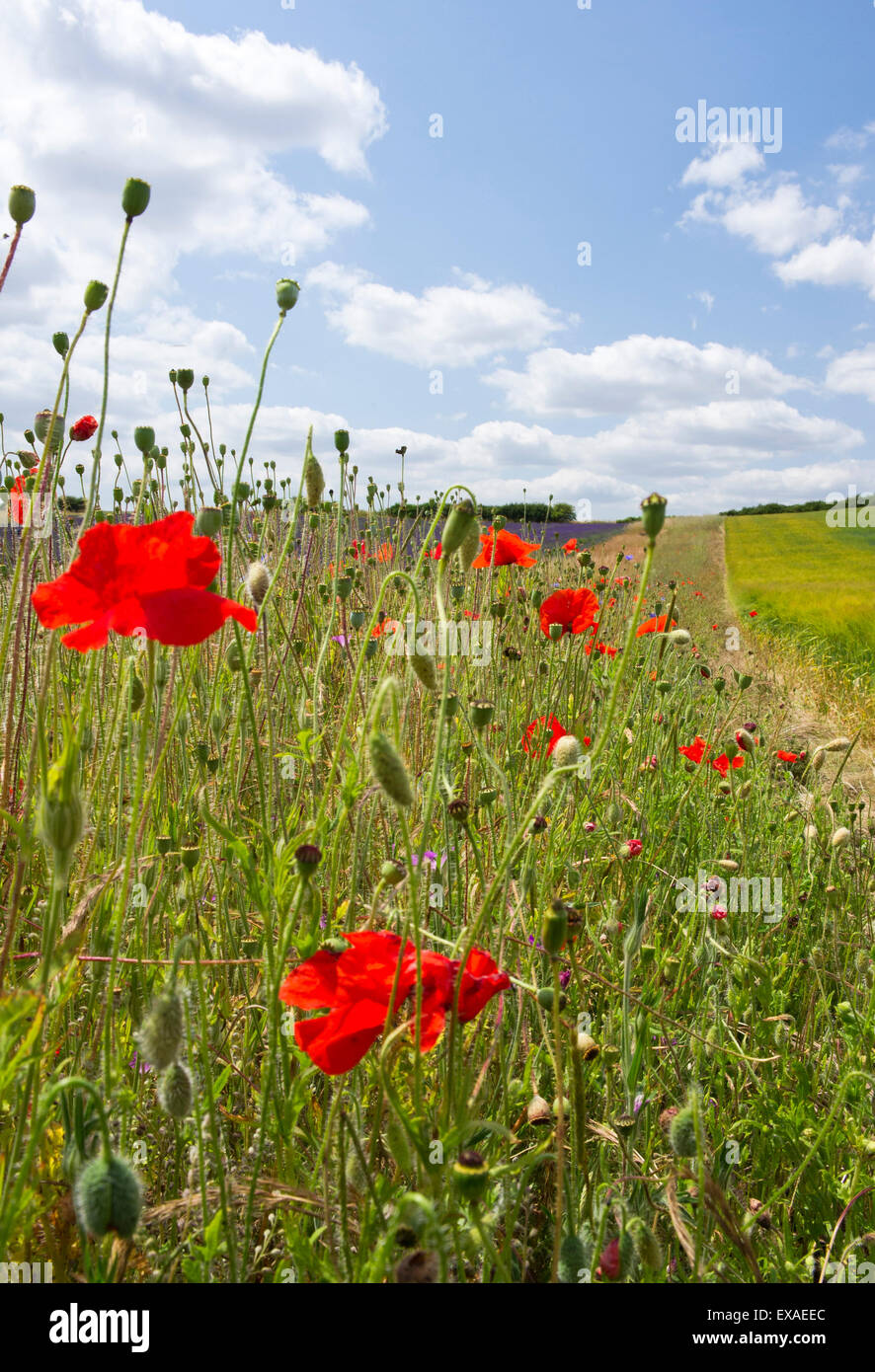 Une prairie de fleurs sauvages dans la campagne anglaise. Banque D'Images