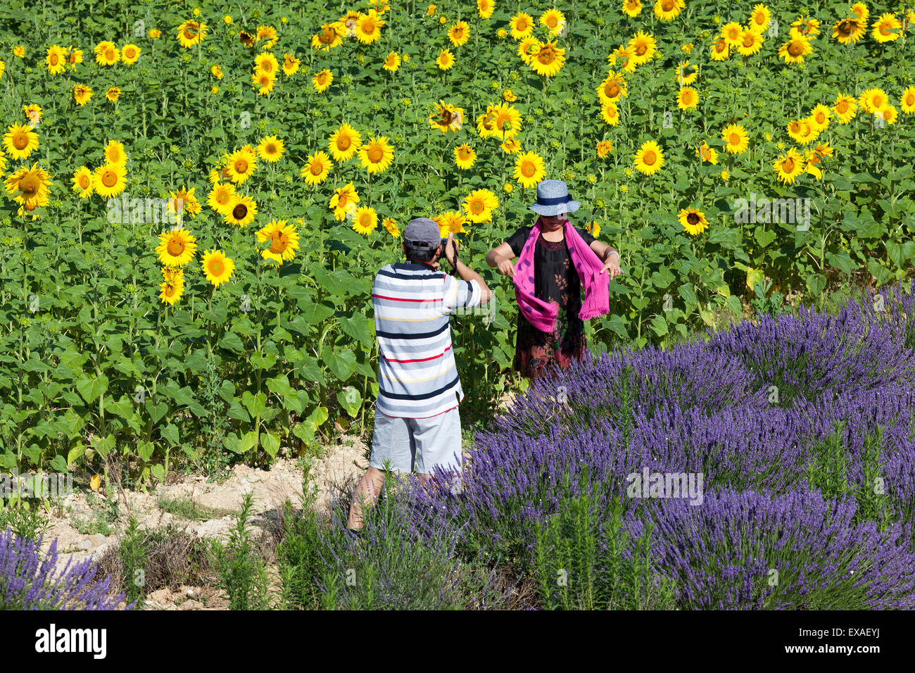 Un couple chinois de prendre des photos souvenirs dans un champ de tournesol et lavande hybride (Valensole - France). Banque D'Images