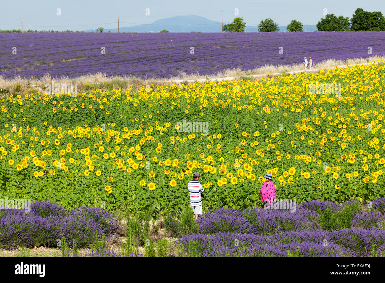 Un couple chinois touristiques dans les champs de tournesols et de lavande hybride (France). Couple de touristes chinois se photographiant. Banque D'Images