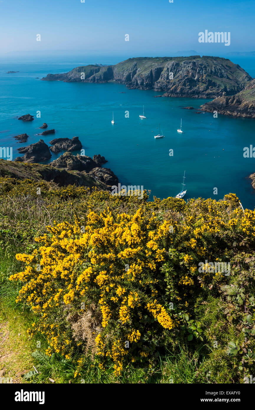 L'ajonc fleurit sur l'ouest de la côte de Sark en vue de l'île de Brecqhou, Channel Islands, Royaume-Uni, Europe Banque D'Images