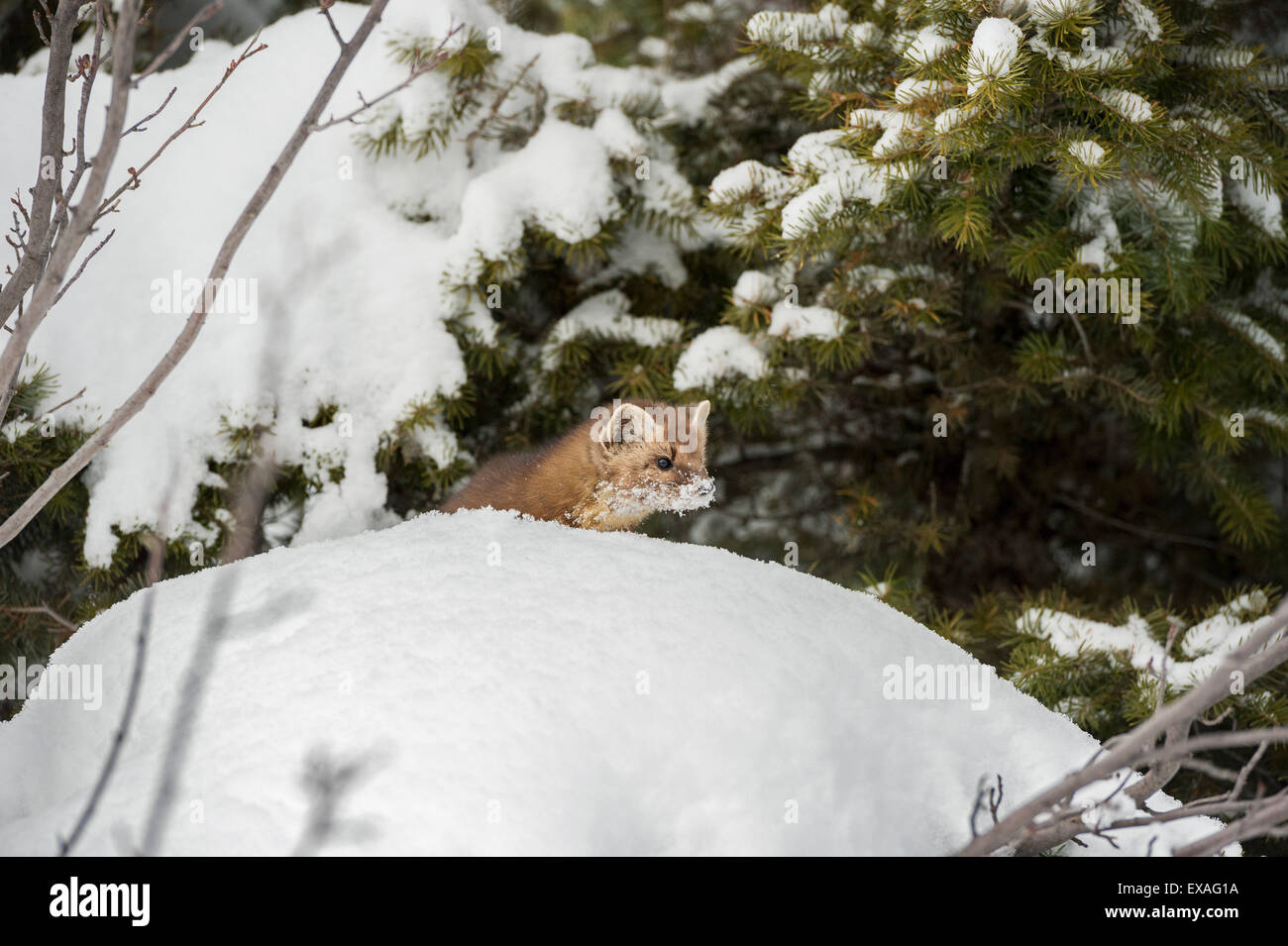 La martre (Martes martes), Montana, États-Unis d'Amérique, Amérique du Nord Banque D'Images