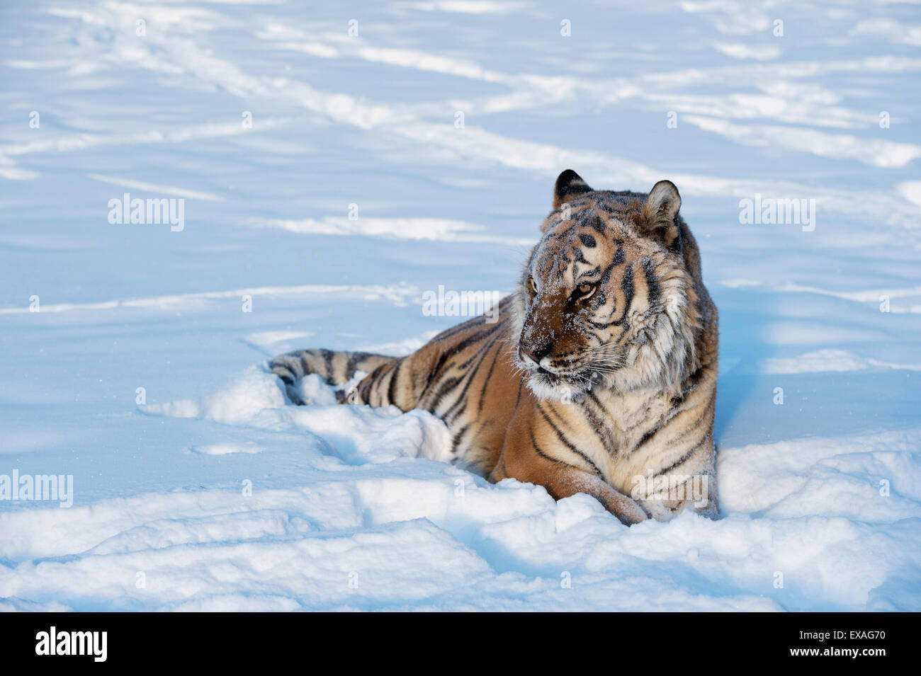 Tigre de Sibérie (Panthera tigris altaica), Montana, États-Unis d'Amérique, Amérique du Nord Banque D'Images